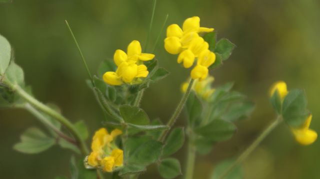 Lotus ornithopodioides